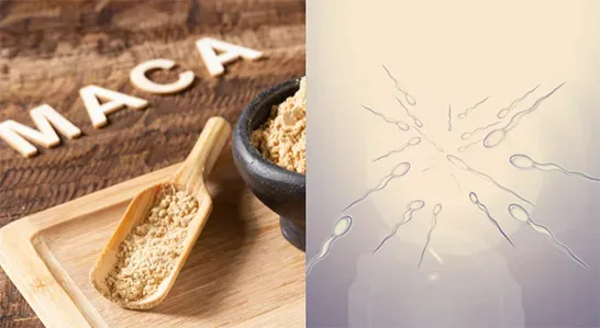 La maca et la fertilité